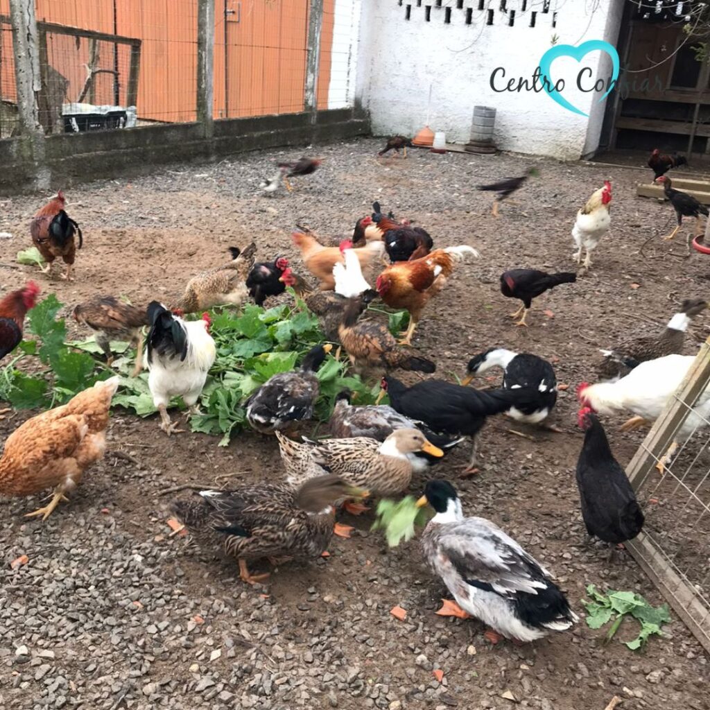 clinica de reabilitacao - balneario rincao - criciuma - sc