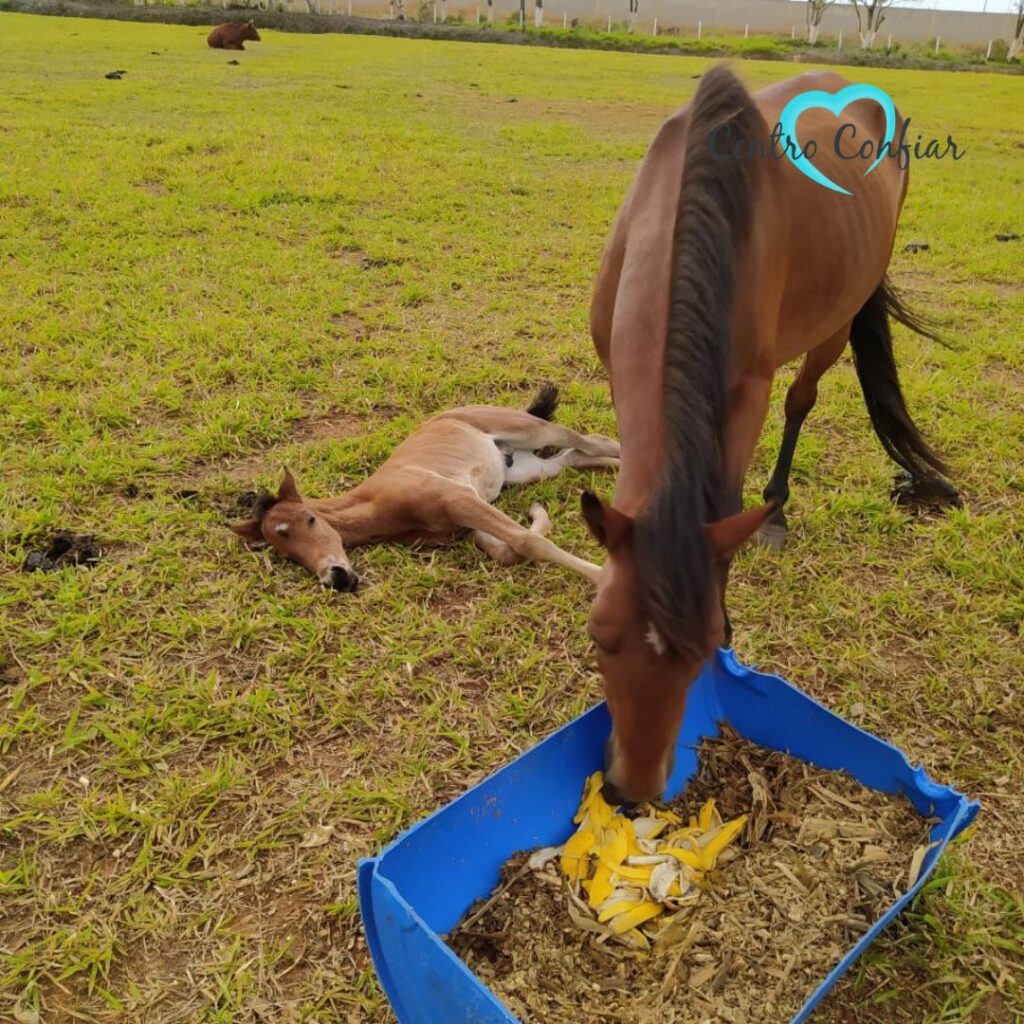 clinica de reabilitacao - balneario rincao - criciuma - sc