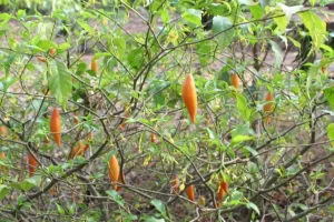 Planta Tabernanthe iboga com folhas verdes e flores amarelas em ambiente tropical.